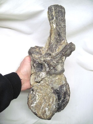 Allosaurus dorsal vert